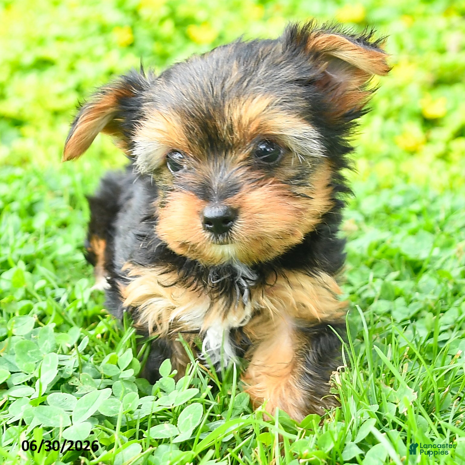 Yorkshire Terrier dogs Buddy - Ad 2