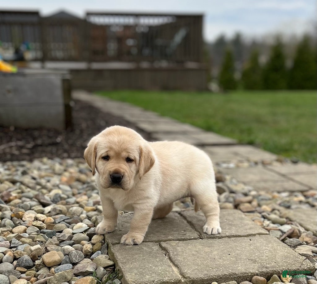 Labrador Retriever dogs Yellow female - Ad 2