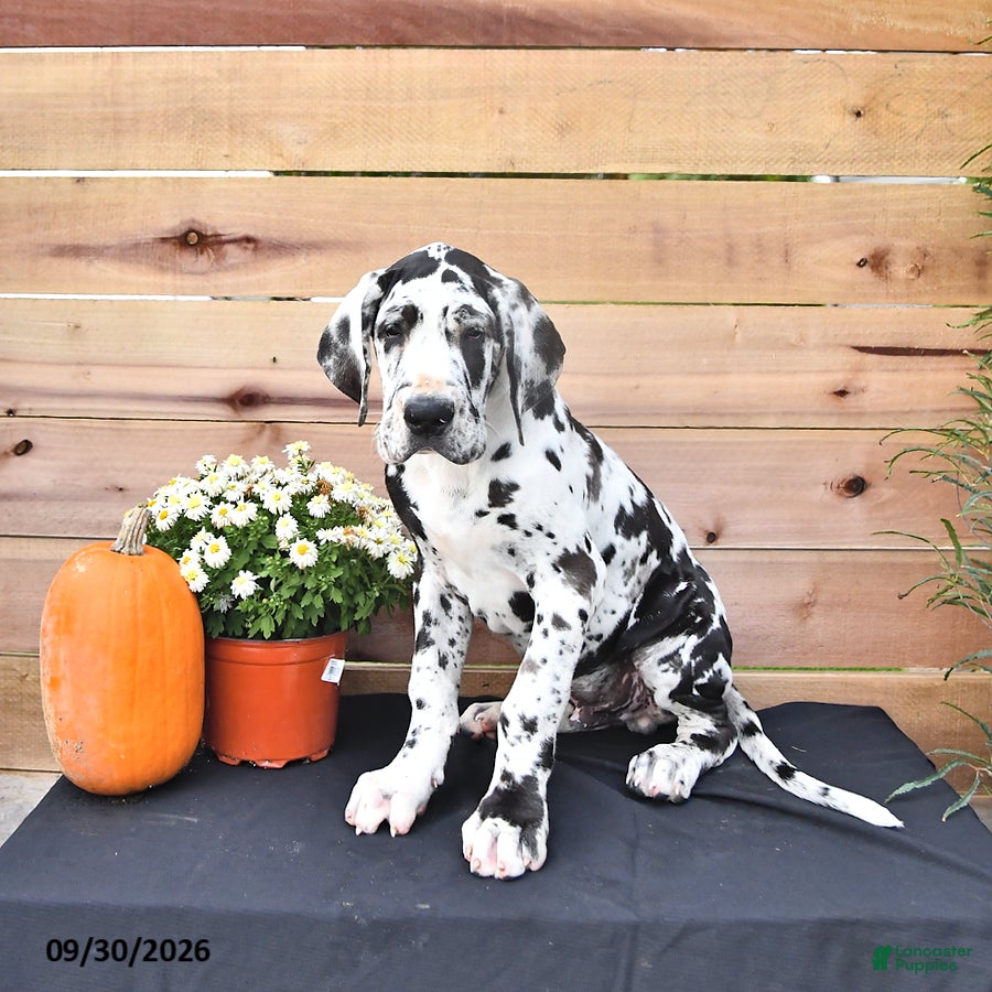 Great Dane dogs Easton - Ad 2
