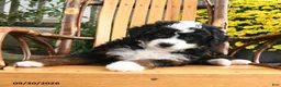 Mini Bernedoodle dogs for sale: Benji - Ad 5