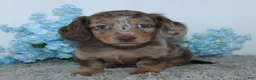 Miniature Dachshund dogs for sale: Lakota - Ad 1