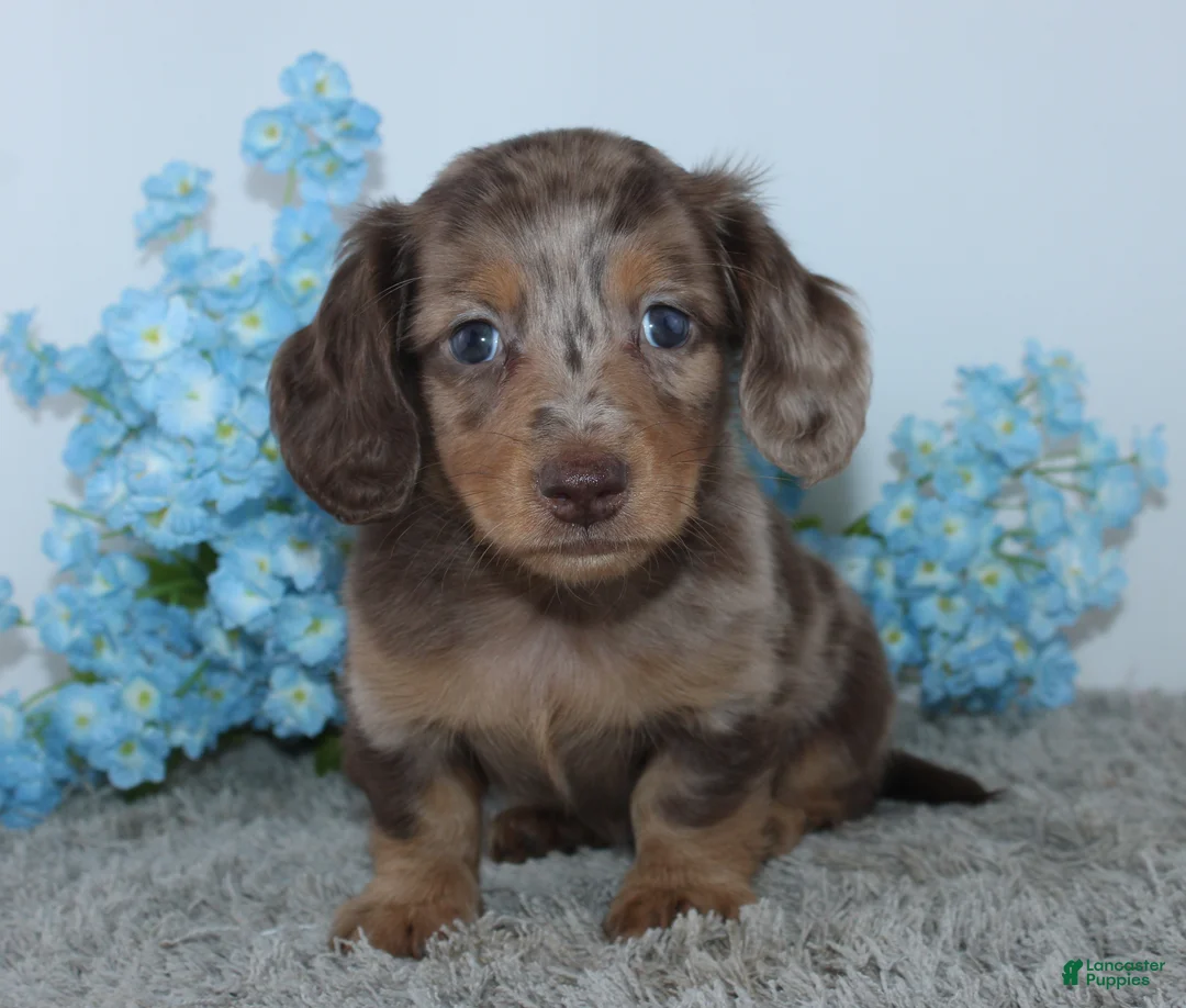 Miniature Dachshund dogs for sale: Lakota - Ad 1