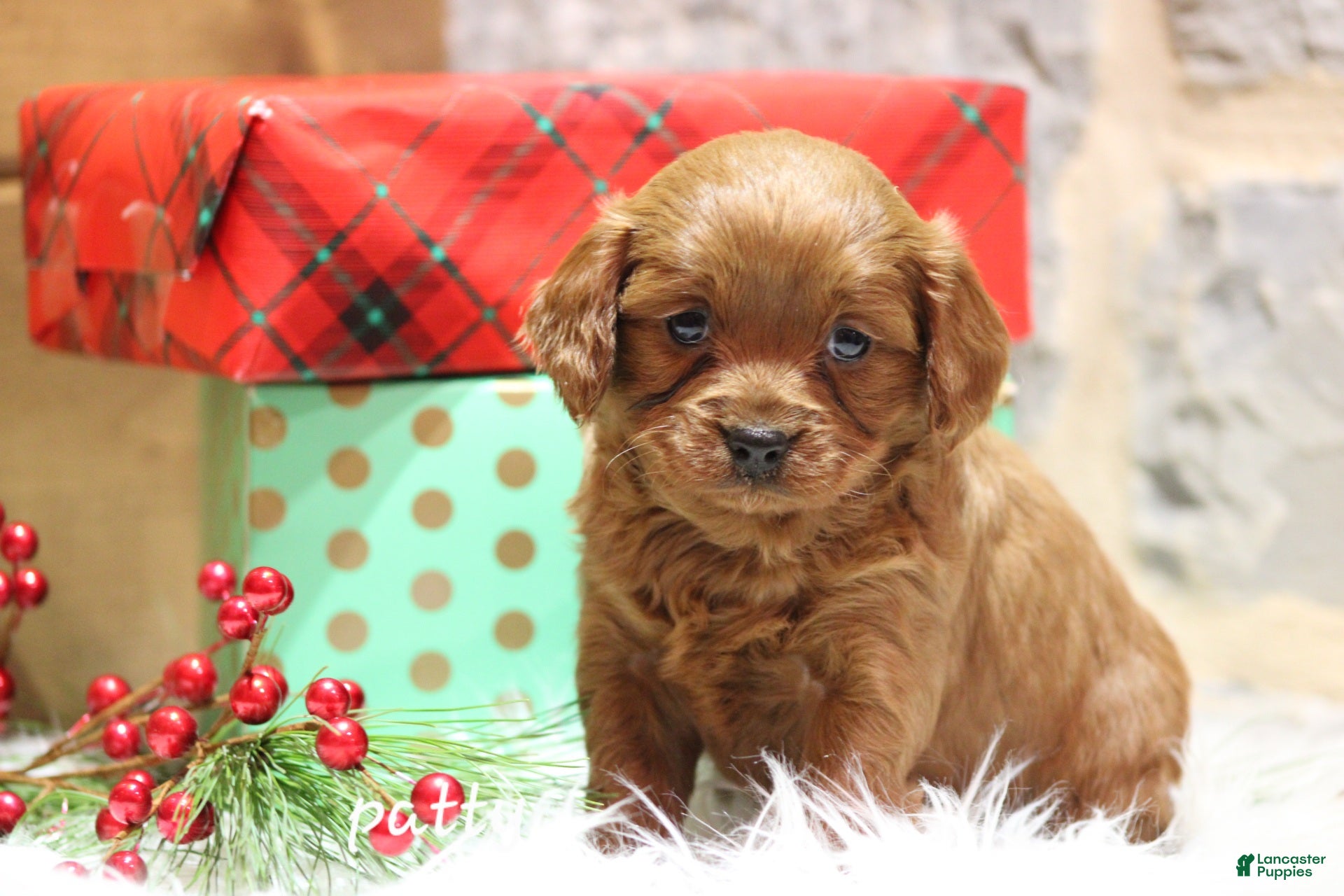 Cavapoo dogs Patty - Ad 31