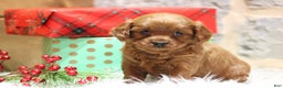 Cavapoo dogs for sale: Patty - Ad 1