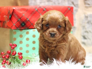 Cavapoo dogs Patty - Ad 19