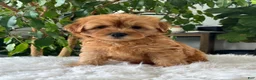 Mini Goldendoodle dogs for sale: Chico  - Ad 4