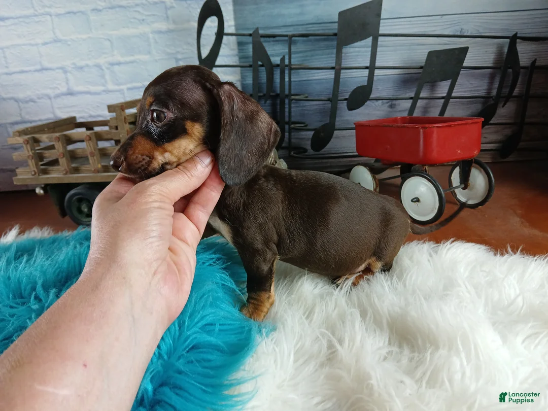 Miniature Dachshund dogs for sale: Suzies Chocolate boy. Hand Delivery  - Ad 2