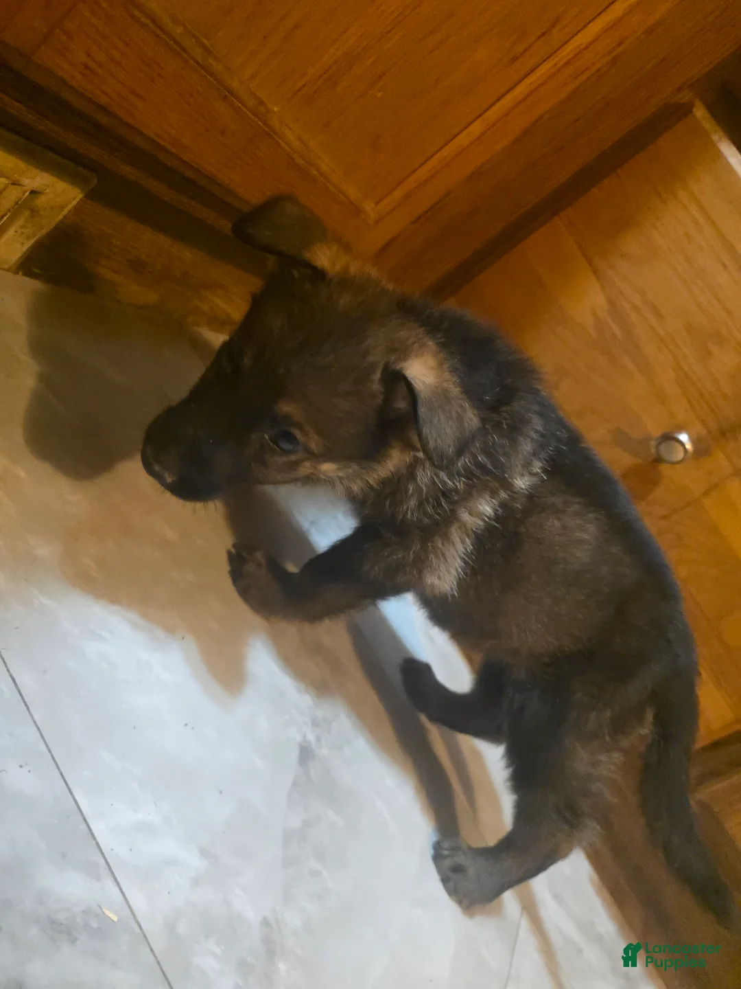 Golden Shepherd dogs for sale: German Shepherd Puppy 2 - Ad 1