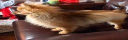 Pomeranian dogs for sale: Winnie - Ad 5