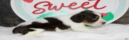 English Springer Spaniel dogs for sale: Calamity  - Ad 4