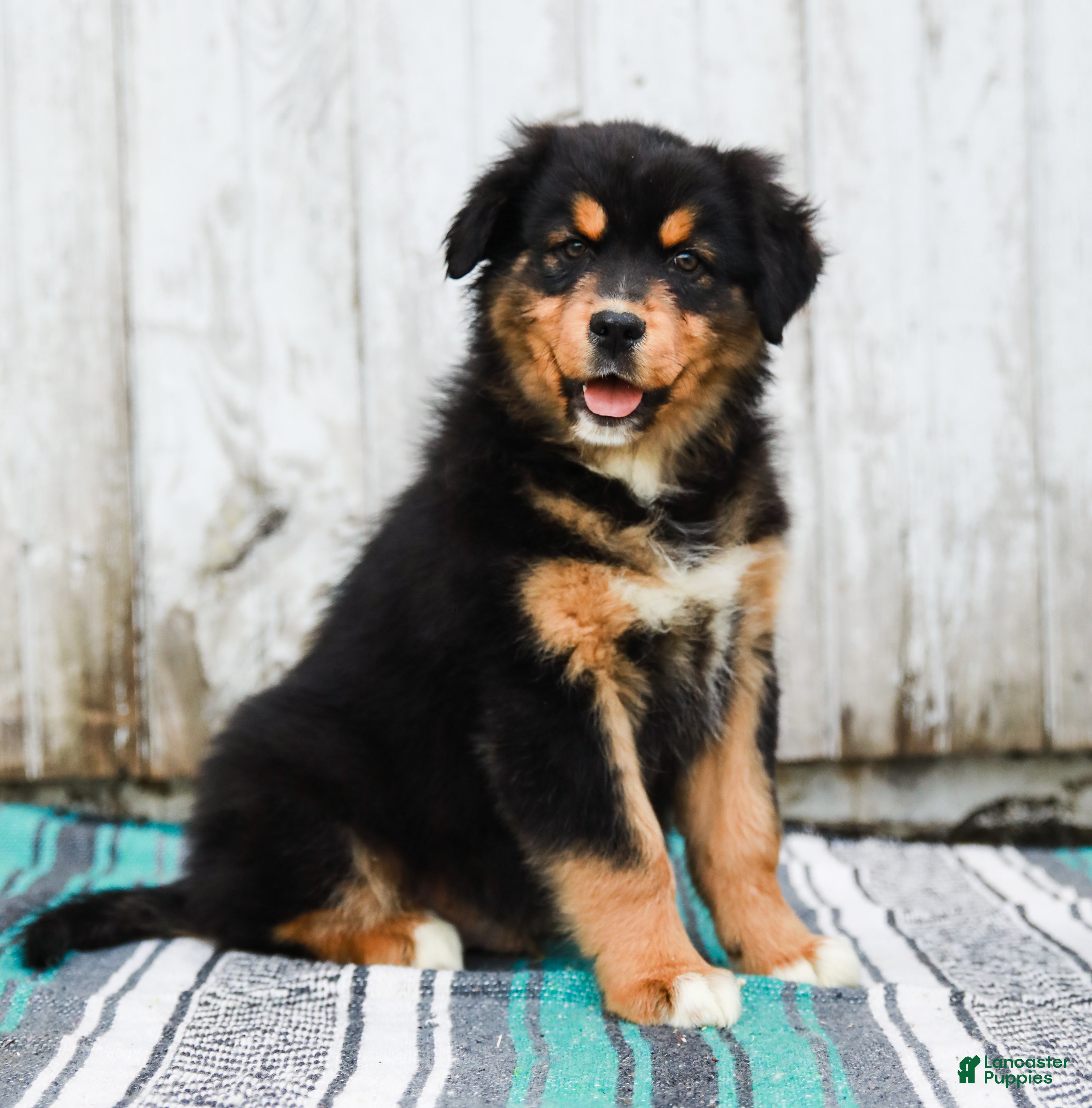 Australian Shepherd dogs Jesse - Ad 1