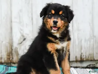Australian Shepherd dogs for sale: Jesse - Ad 2