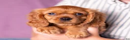 Cavalier King Charles Spaniel dogs for sale: Einstein - Ad 4