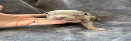 American Bully dogs for sale: Marshall  - Ad 7