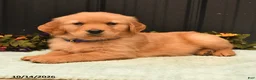 Golden Retriever dogs for sale: Baron - Ad 4