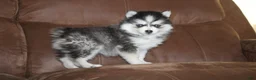 Pomsky dogs for sale: Daisy READY NOW - Ad 8