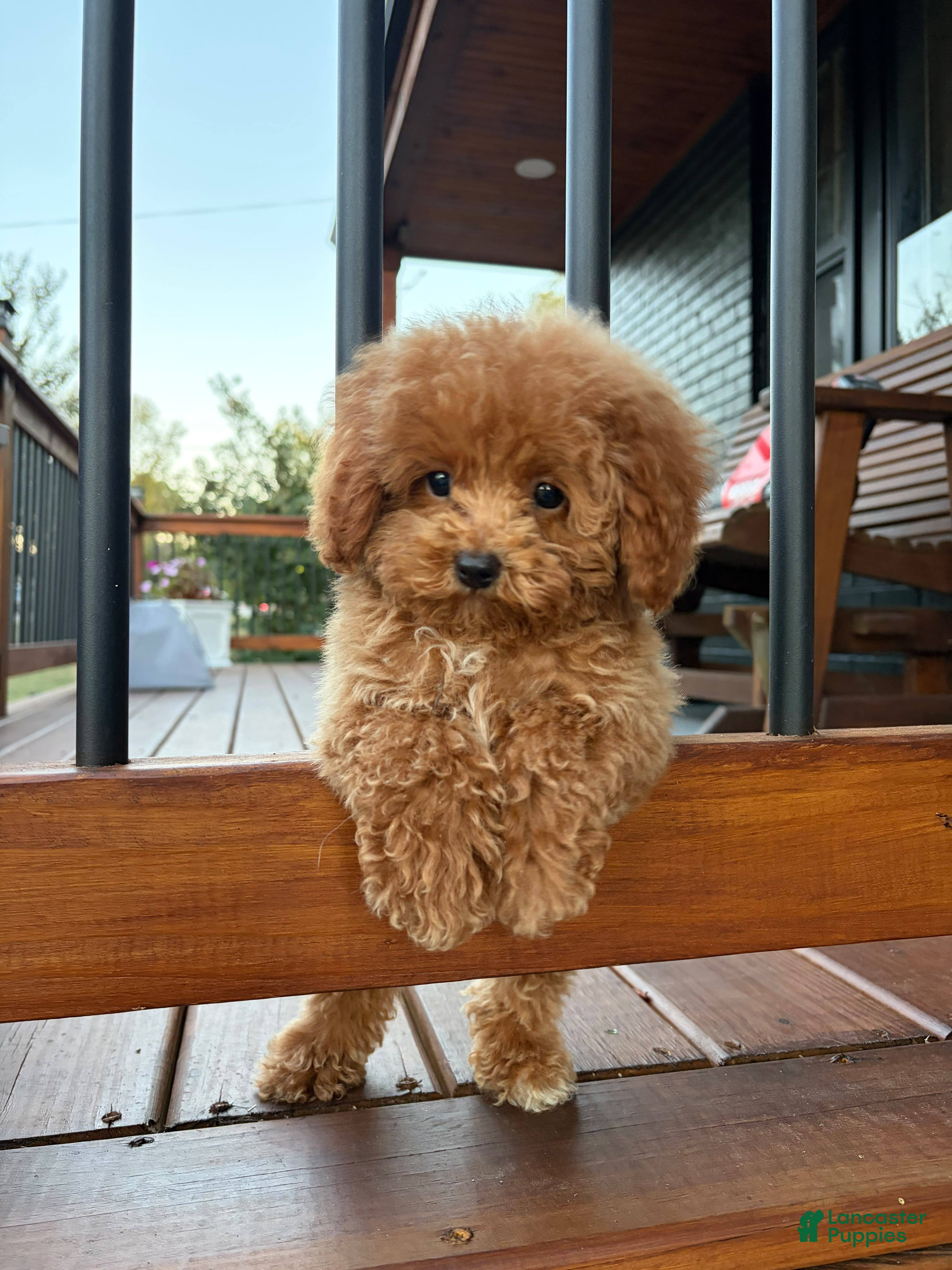 Toy Poodle dogs for sale: 🤎🐩Theo🤎🐩 - Ad 2