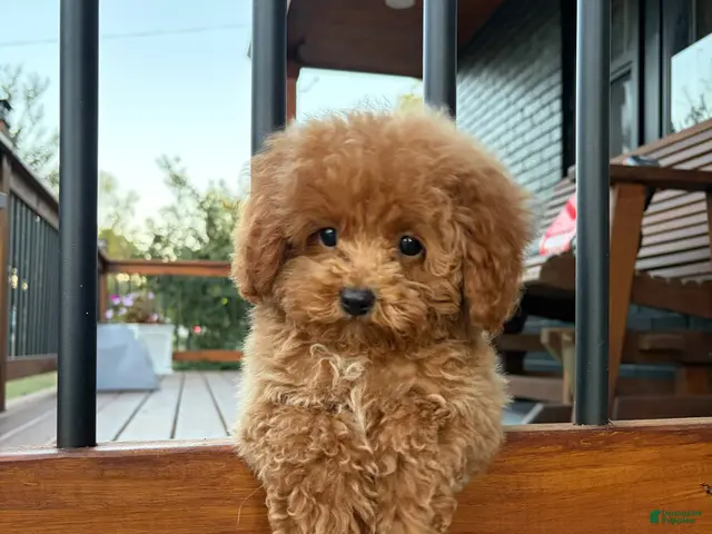 Toy Poodle dogs for sale: 🤎🐩Theo🤎🐩 - Ad 2