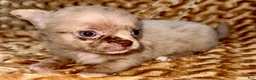Chihuahua dogs for sale: Merle  - Ad 5
