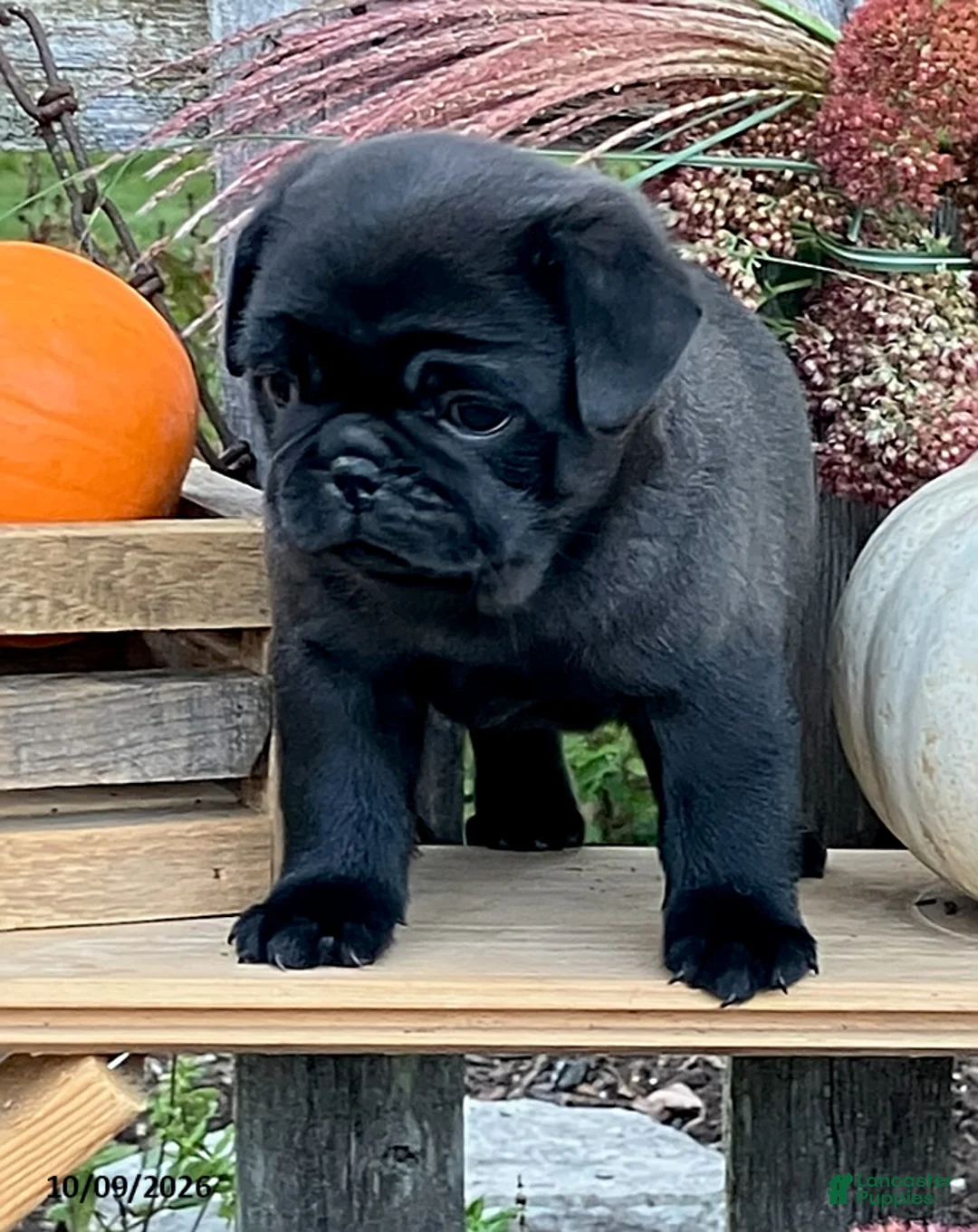 Pug dogs for sale: Cargo - Ad 2
