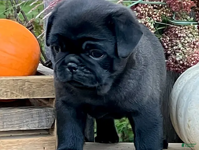 Pug dogs for sale: Cargo - Ad 2