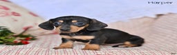 Miniature Dachshund dogs for sale: Harper - Ad 1