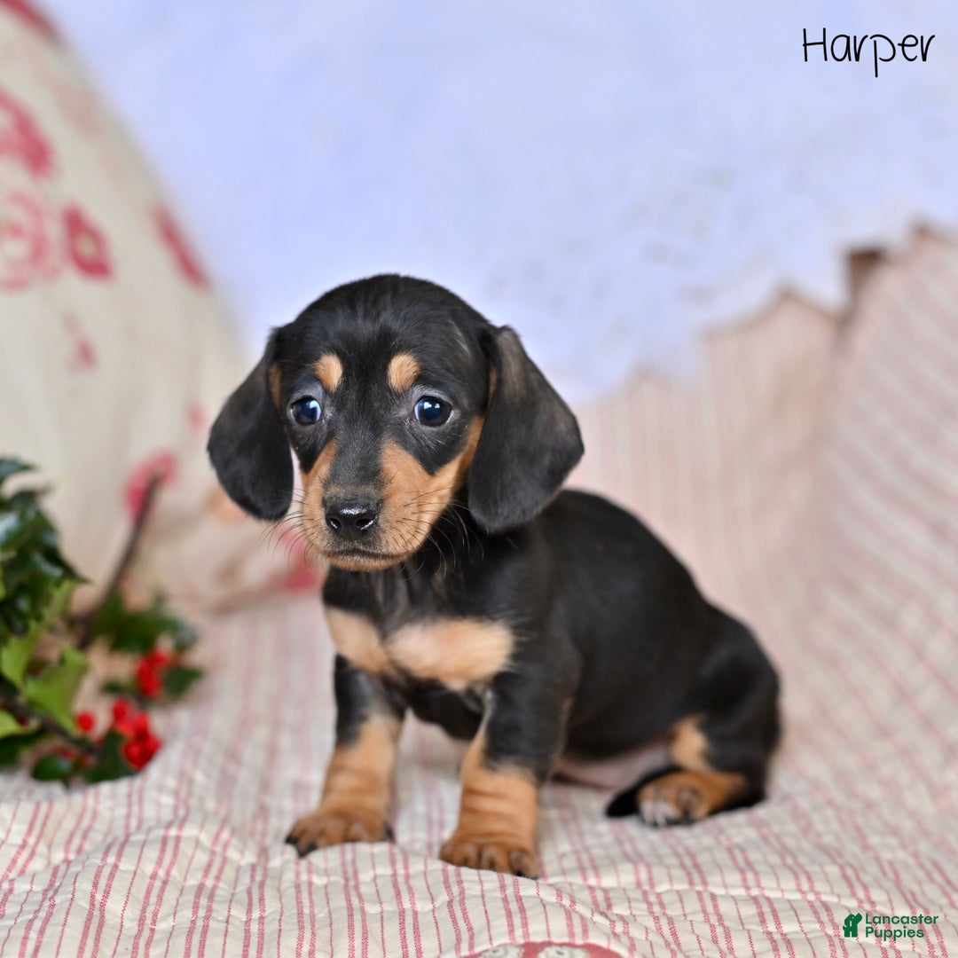 Miniature Dachshund dogs for sale: Harper - Ad 1