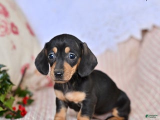 Miniature Dachshund dogs Harper - Ad 33