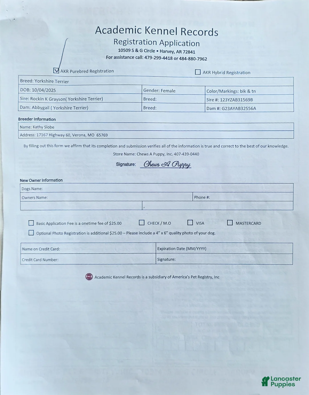 Yorkshire Terrier dogs for sale: Yorkshire Terrier Puppy 2 - Ad 3