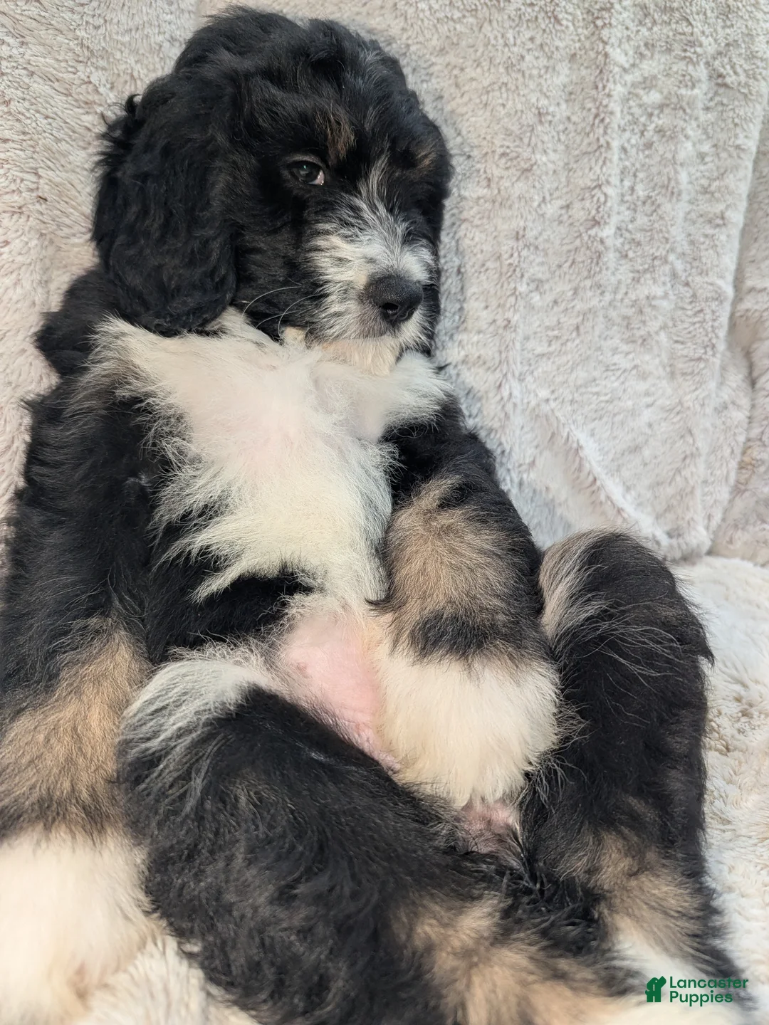 Mixed Breed dogs for sale: Lina - Ad 6