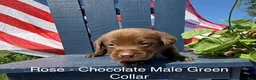 Labrador Retriever dogs for sale: Labrador Retriever Male 3 - Ad 1