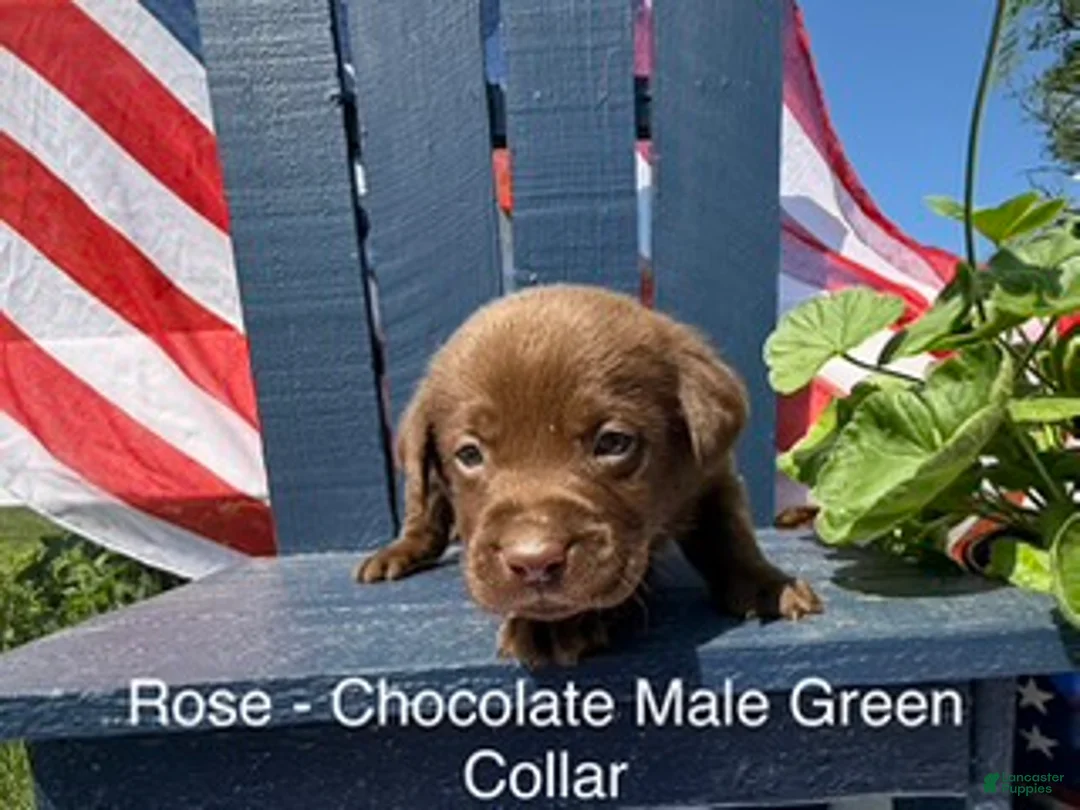 Labrador Retriever dogs for sale: Labrador Retriever Male 3 - Ad 1