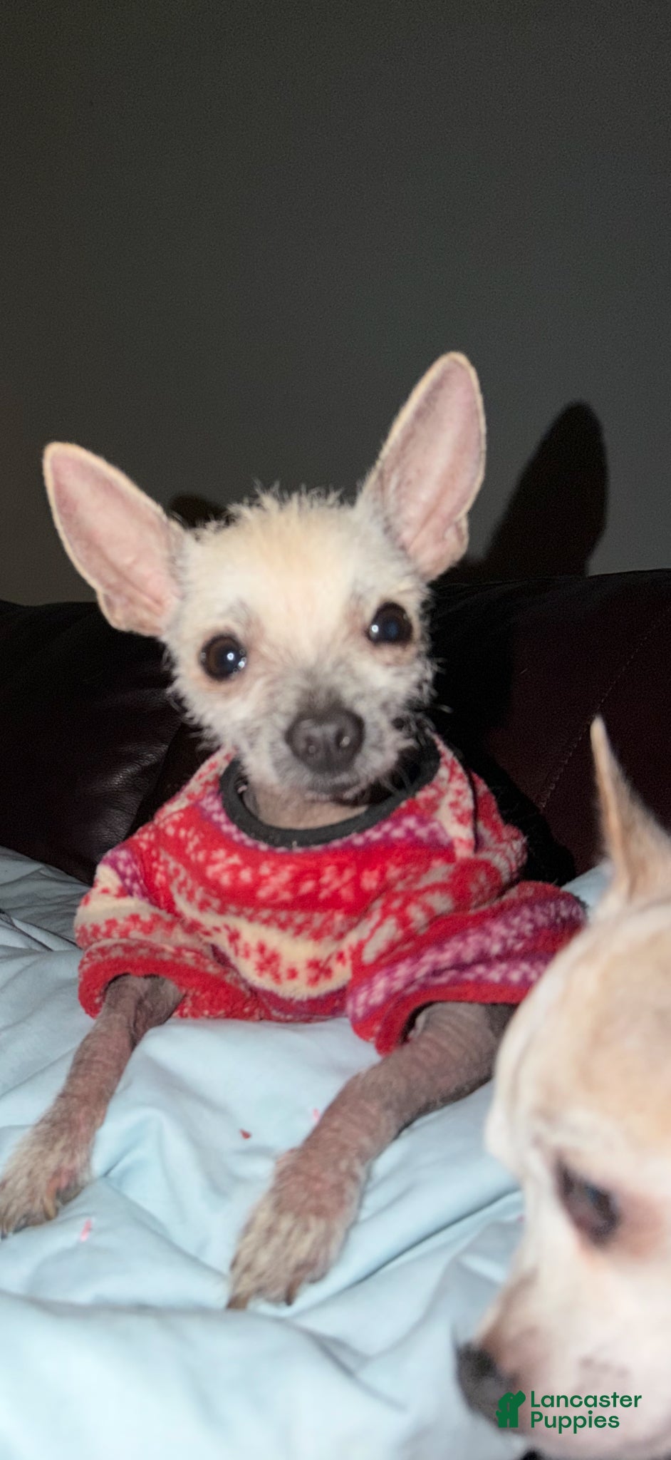 Mixed Breed dogs Frankie - Ad 1