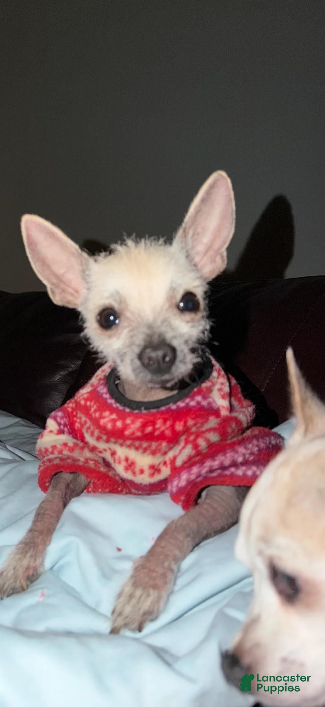 Mixed Breed dogs for sale: Frankie - Ad 1