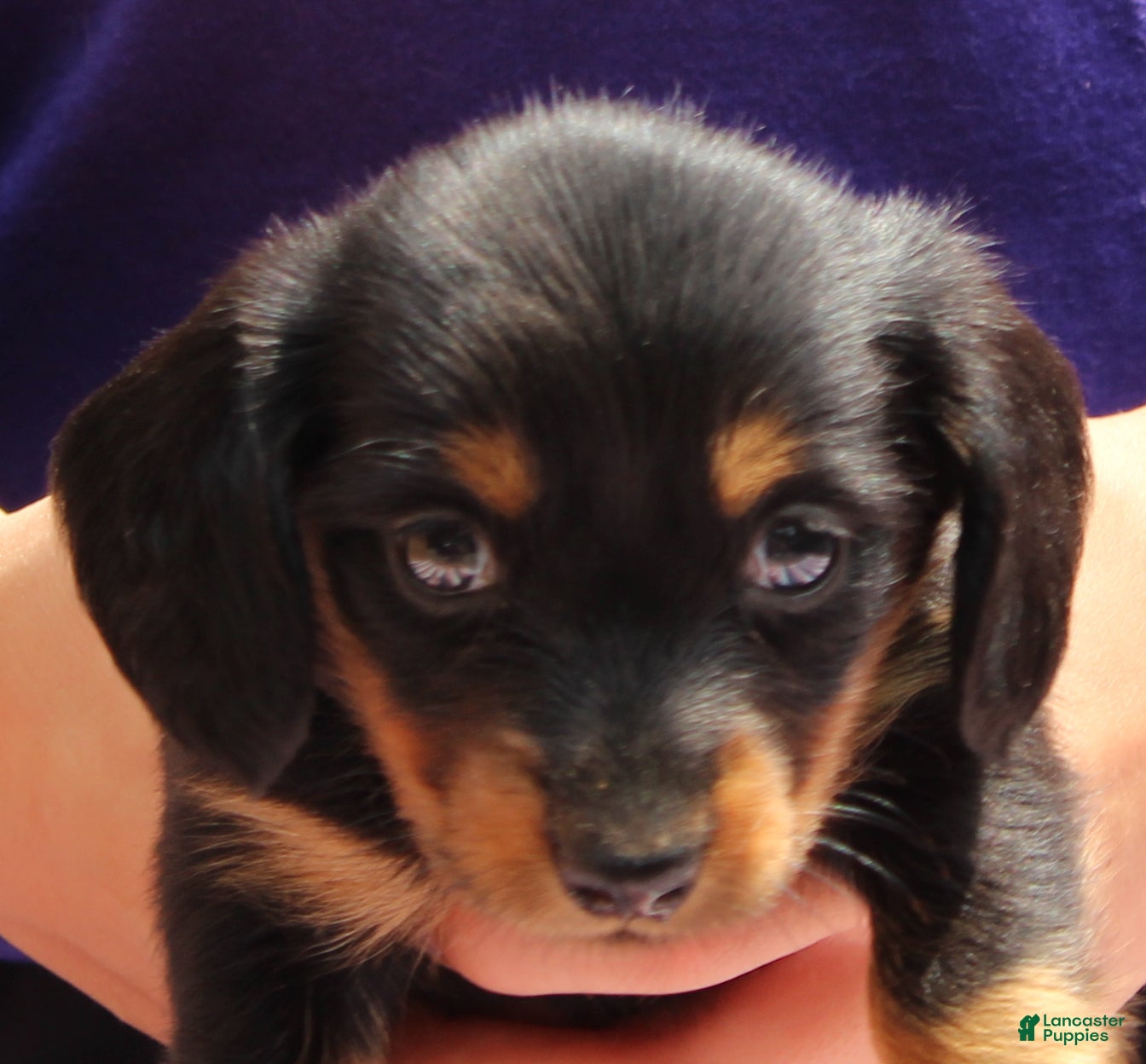 Miniature Dachshund dogs Moira - Ad 2
