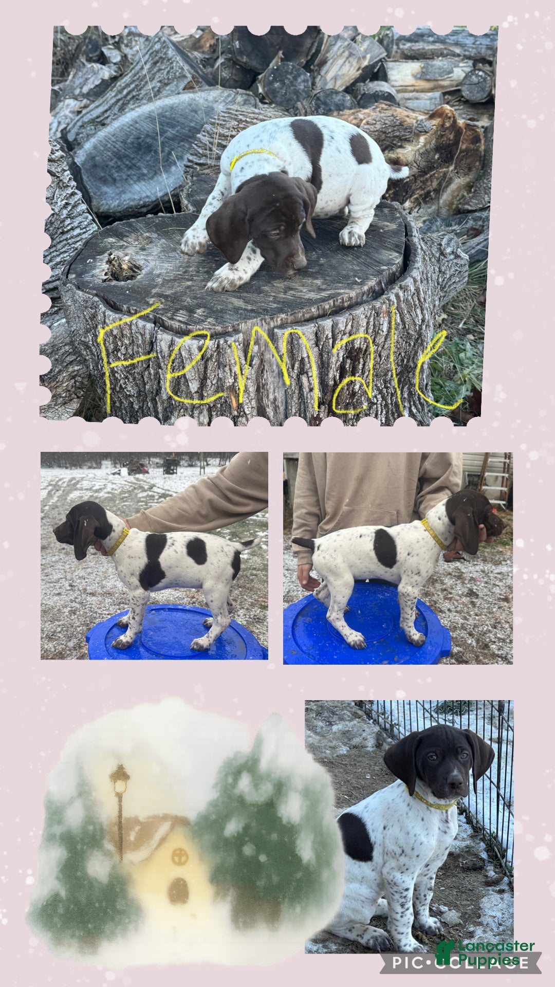 German Shorthaired Pointer dogs German Shorthaired Pointer Puppy 10 - Ad 6