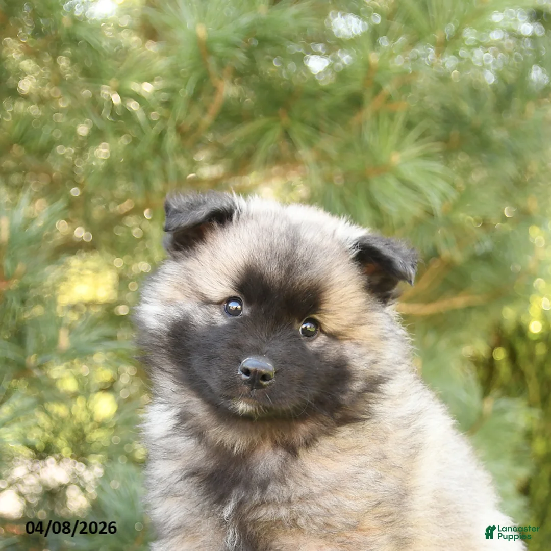 Keeshond dogs for sale: Scout - Ad 5