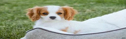 Cavalier King Charles Spaniel dogs for sale: Lars - Ad 3