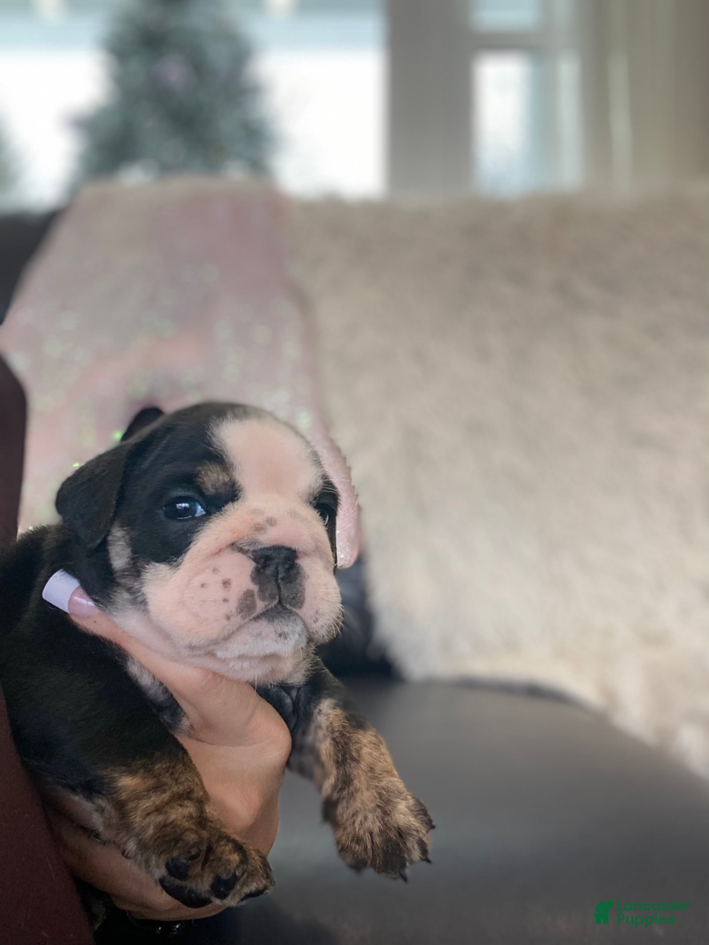 English Bulldog dogs Mad Mia - Ad 6