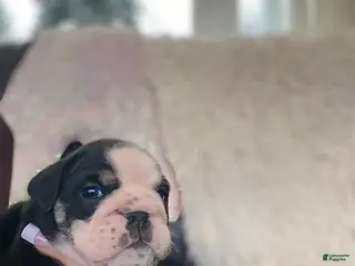 English Bulldog dogs Mad Mia - Ad 6