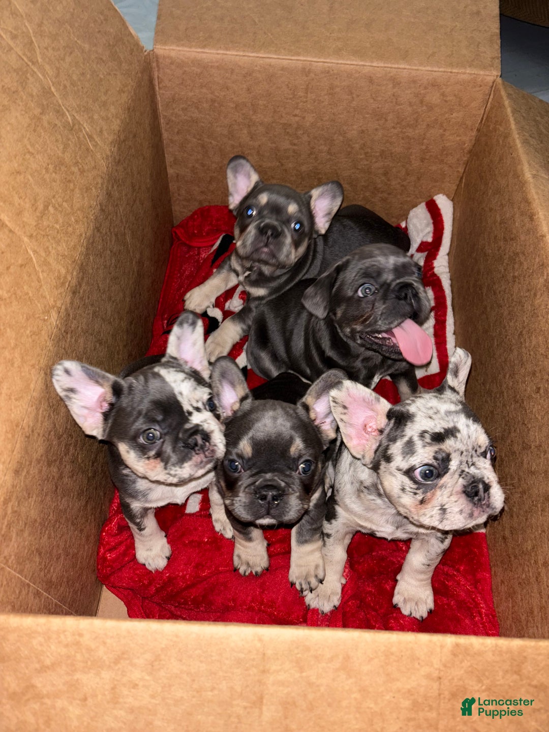 Gallery Image {{count}}