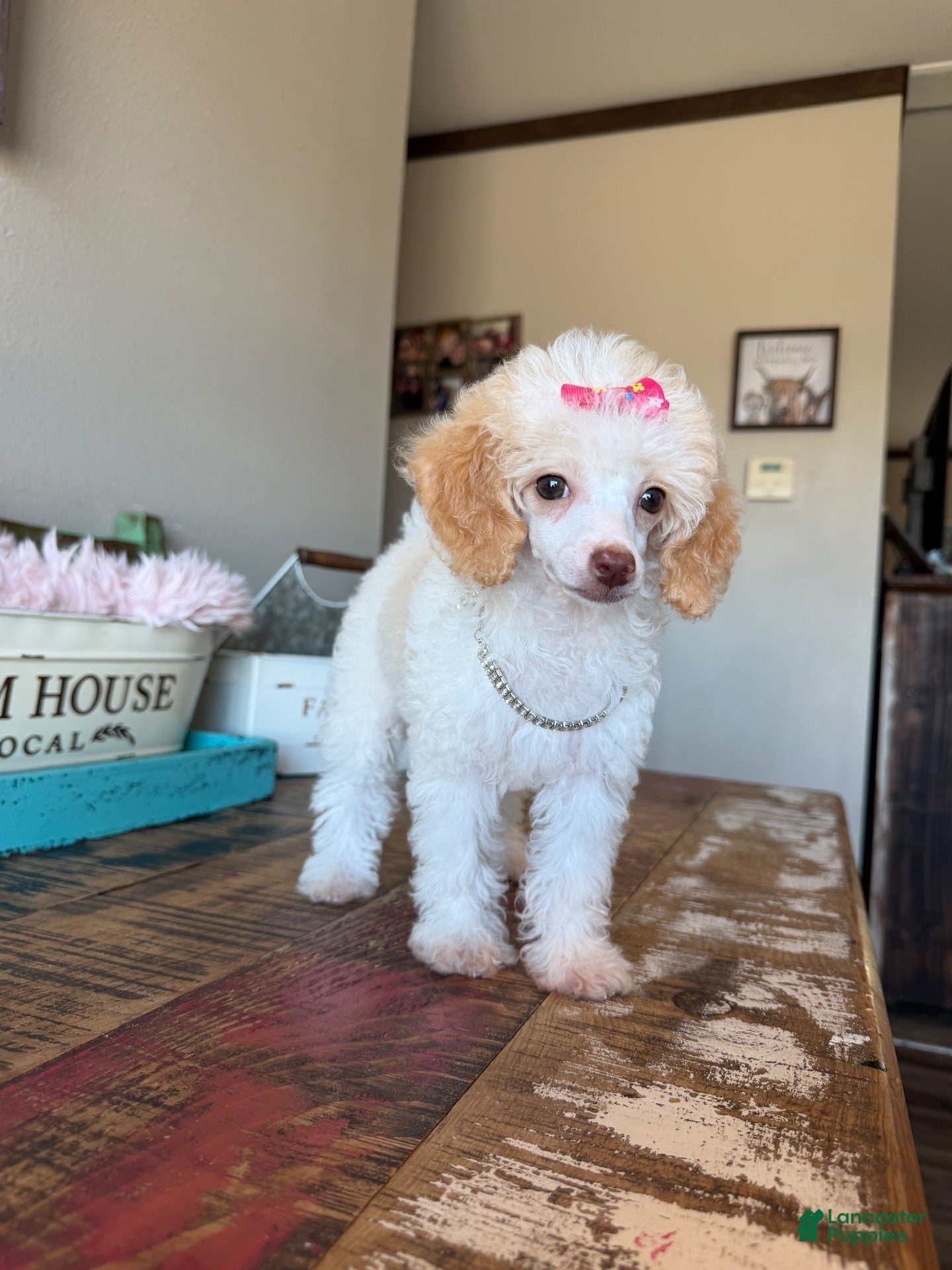 Toy Poodle dogs Akc Clear 🧬 Tested Chocolate Phantom Parti 🩷 - Ad 2