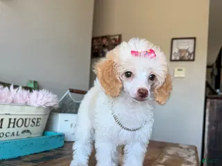 Toy Poodle dogs Akc Clear 🧬 Tested Chocolate Phantom Parti 🩷 - Ad 2