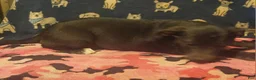Border Collie dogs for sale: Filly "LILAC" w/Blue Eyes! - Ad 7