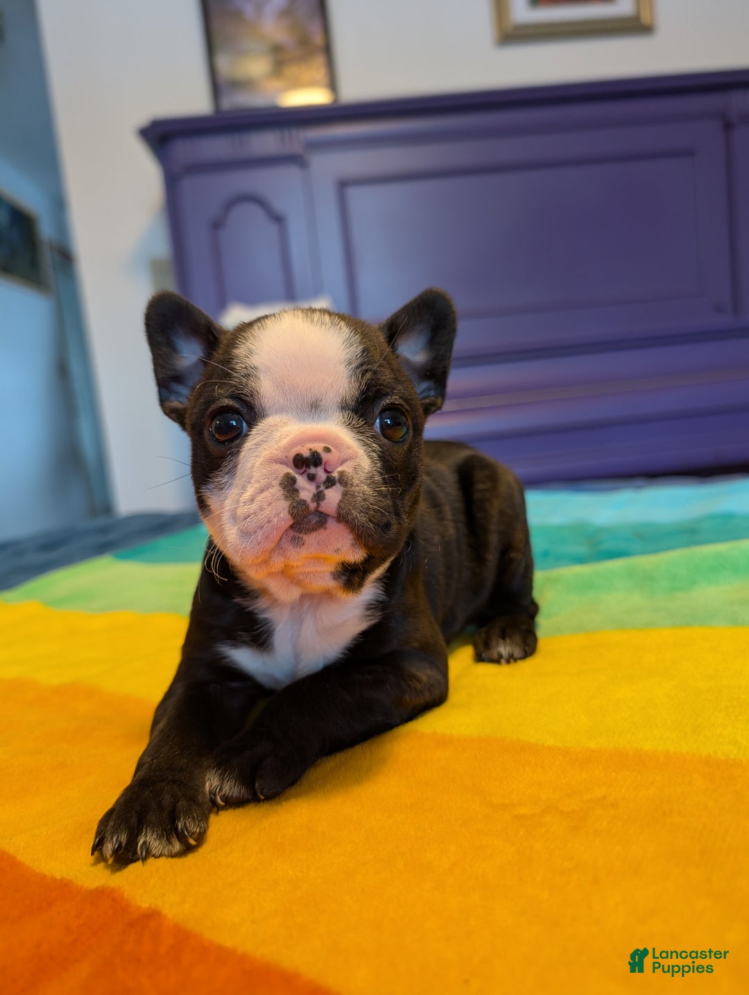 Frenchton dogs for sale: Britt - Ad 1