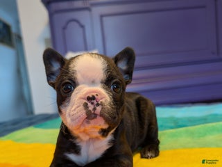 Frenchton dogs Britt - Ad 39