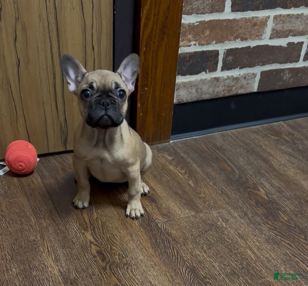 French Bulldog dogs for sale: French Bulldog Puppy female - Ad 1