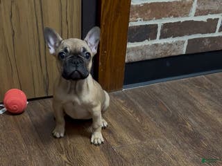 French Bulldog dogs French Bulldog Puppy female - Ad 22