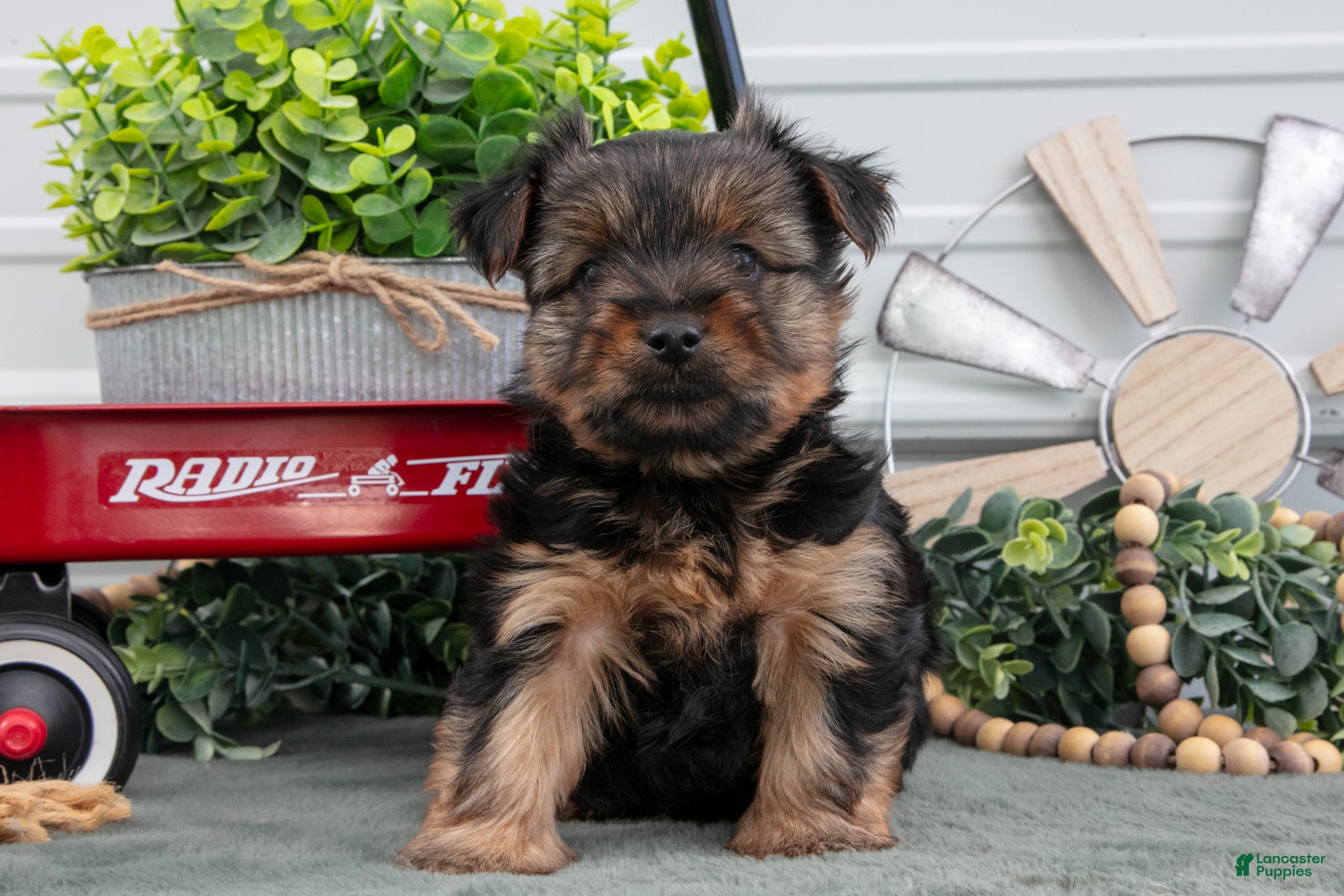 Yorkshire Terrier dogs Joey - Ad 2