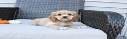 Cocker Spaniel dogs for sale: Cinnamon - Ad 7